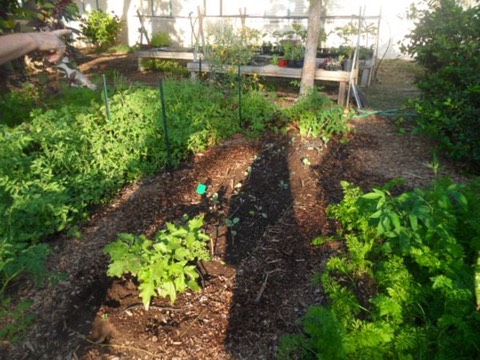 Thriving gardens from students at Kiheil Elementary