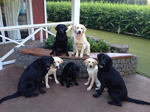 Puppies in training at Sadie's Place in Makawao Maui with Assistance Dogs of Hawaii