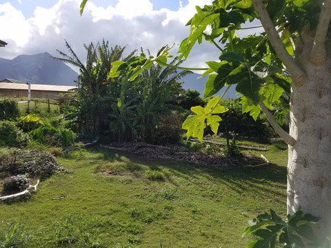 Community Garden at UH Maui