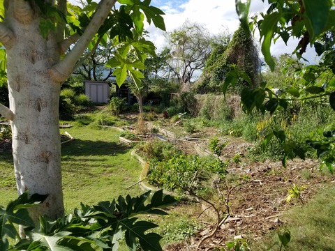 Community Work  Day Garden at UH Maui