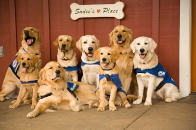 Sadie's Place for training at Assistance Dogs of Hawaii
