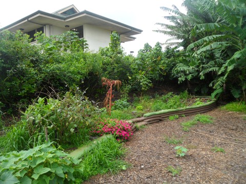 UH Maui's Community Garden
